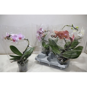 Phal Twister Mix 1 Spike