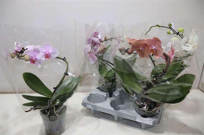 <h4>Phal Twister Mix 1 Spike</h4>