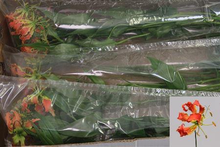 <h4>Gloriosa Exot Orange Long</h4>