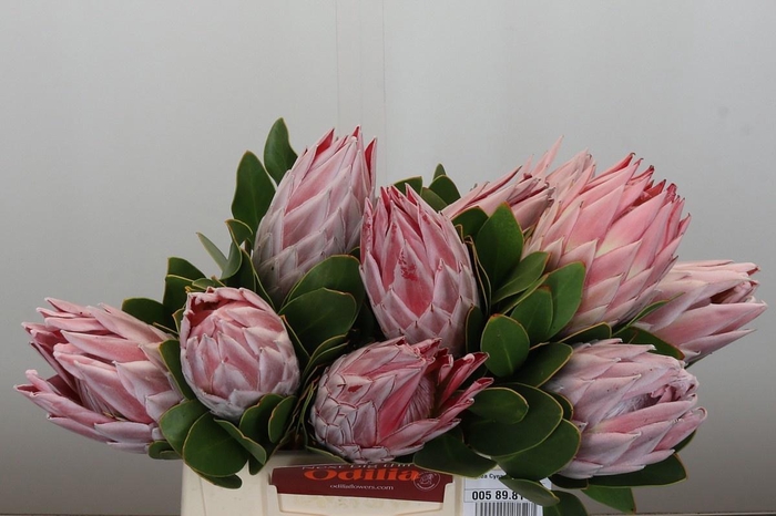 <h4>PROTEA CYNAROIDES</h4>