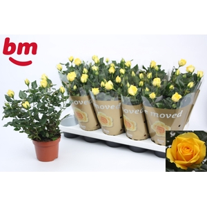 RO YELLOW B MONDE
