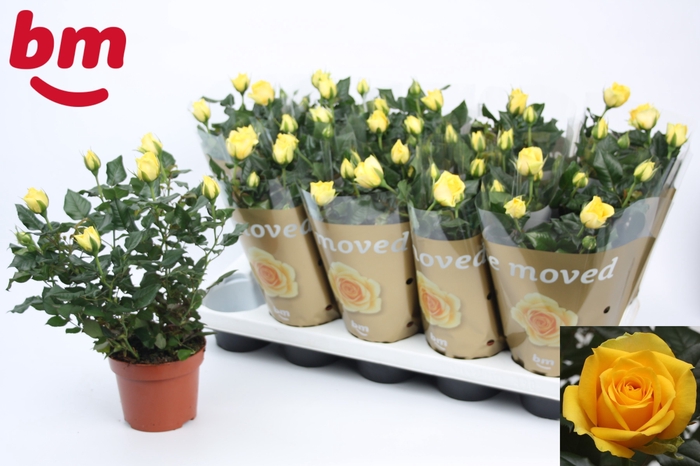 <h4>RO YELLOW B MONDE</h4>