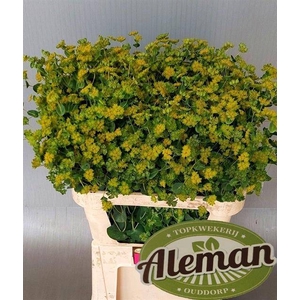 BUPLEURUM ROTUNDIFOL