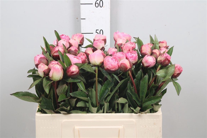 <h4>Paeo L Gardenia</h4>