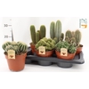 arr8 Cactus Gem