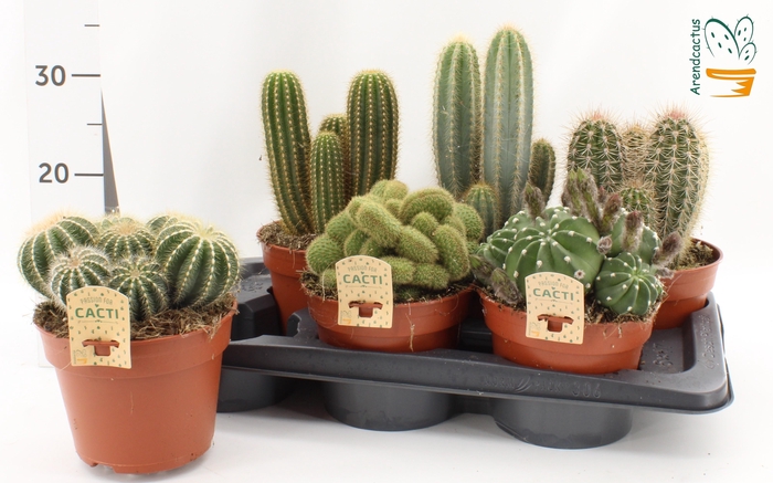 arr8 Cactus Gem
