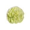 CRAVO GREENSHOT 050 CM
