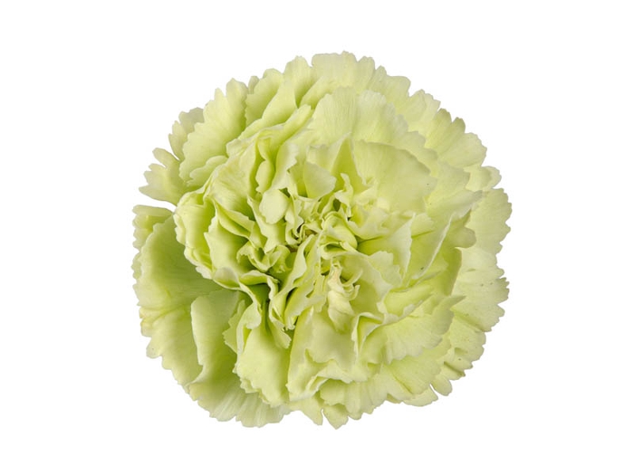 CRAVO GREENSHOT 050 CM