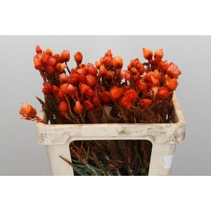 Kaaps Groen Phaenocoma Oranje