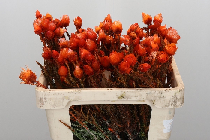 <h4>Kaaps Groen Phaenocoma Oranje</h4>