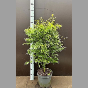 ACER PA WILSON'S DWA