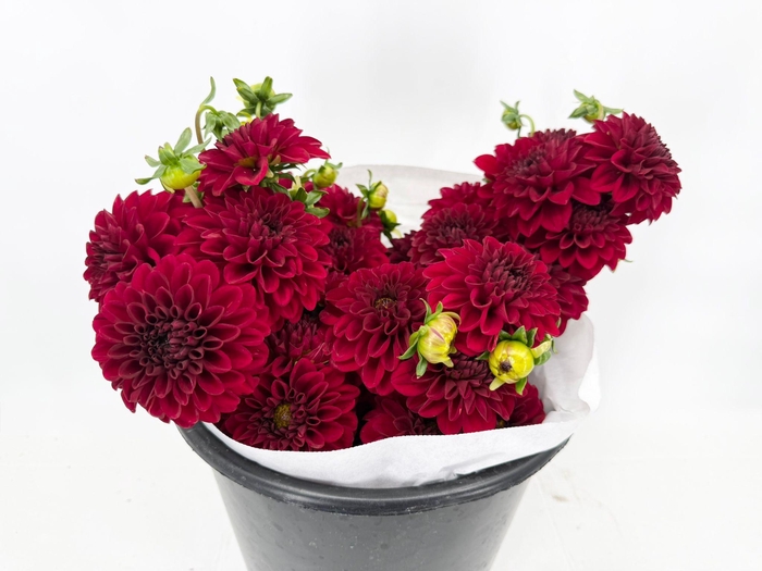 <h4>Dahlia Bordeaux</h4>