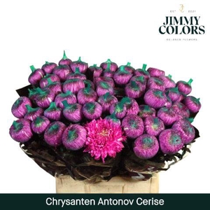 Chr G Antonov Cerise