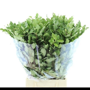 PITTOSPORUM BS