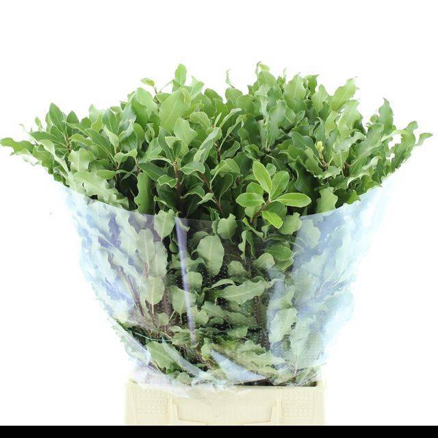 <h4>PITTOSPORUM BS</h4>