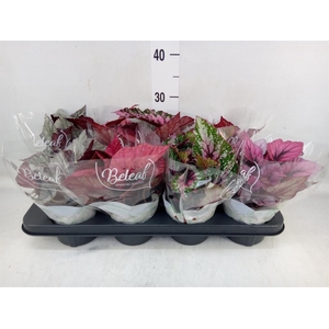 Begonia BD 'Beleaf'   ...mix