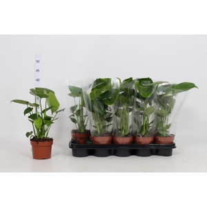 Monstera 12Ø 40cm 1pp
