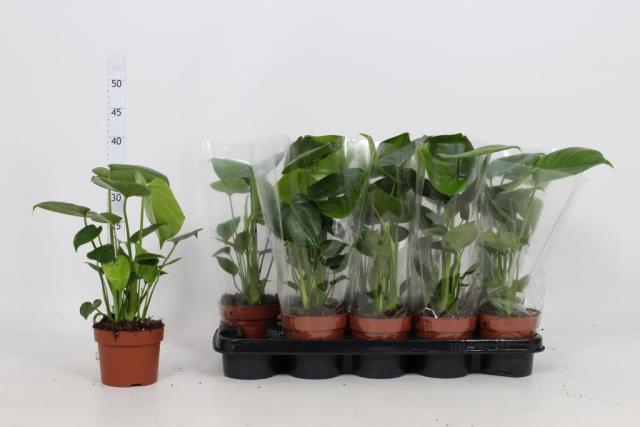 Monstera 12Ø 40cm 1pp