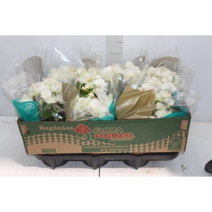 BEGONIA P15 BRANCO