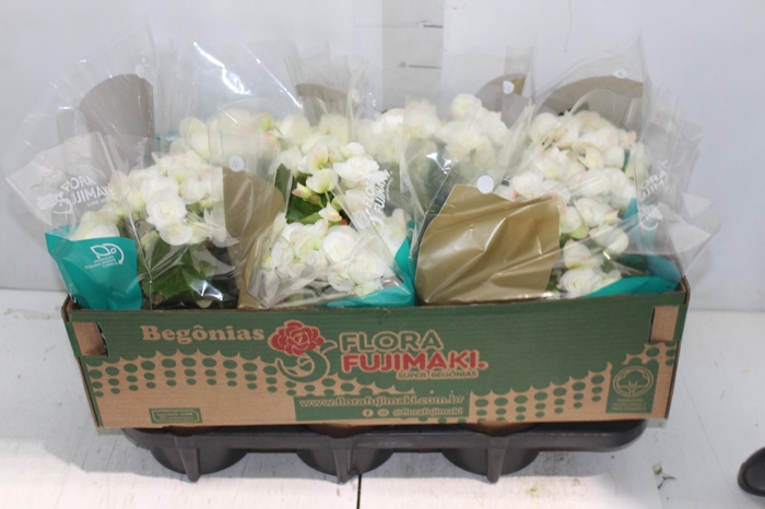 <h4>BEGONIA P15 BRANCO</h4>