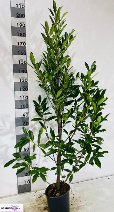 <h4>PRUN LA CAUCASICA</h4>