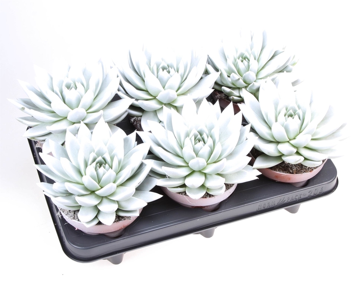 <h4>Echeveria  'Miranda'</h4>