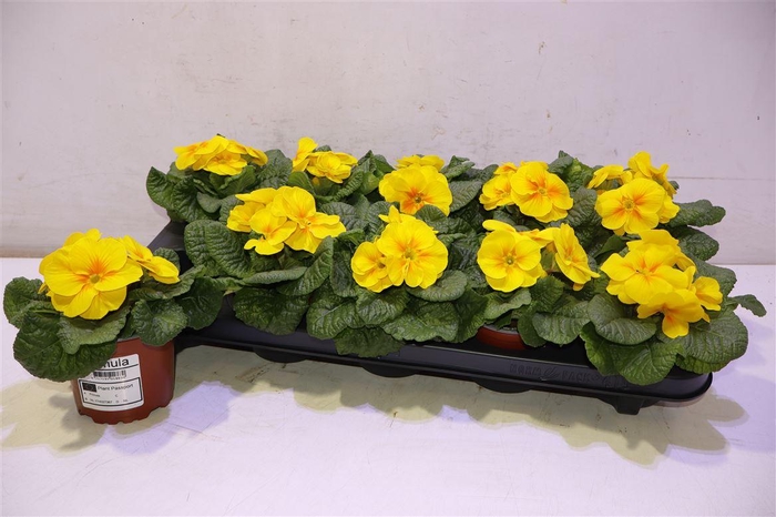 <h4>arr8 Prim Geel</h4>