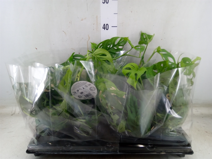 <h4>Monstera   ...</h4>