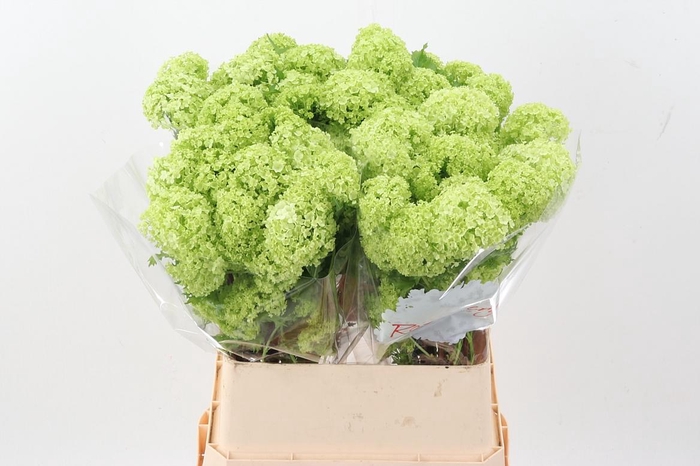 <h4>Viburnum Roseum St</h4>