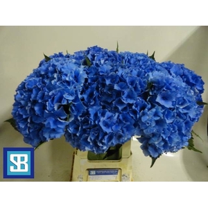 HYDR M ROYAL PARADE