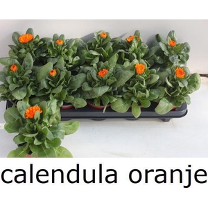 CALENDUL OFFICINALIS