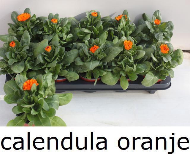 <h4>CALENDUL OFFICINALIS</h4>