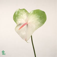 MANDEVILLA OV