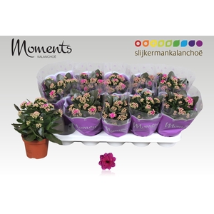 KAL GE SHADOW PURPLE