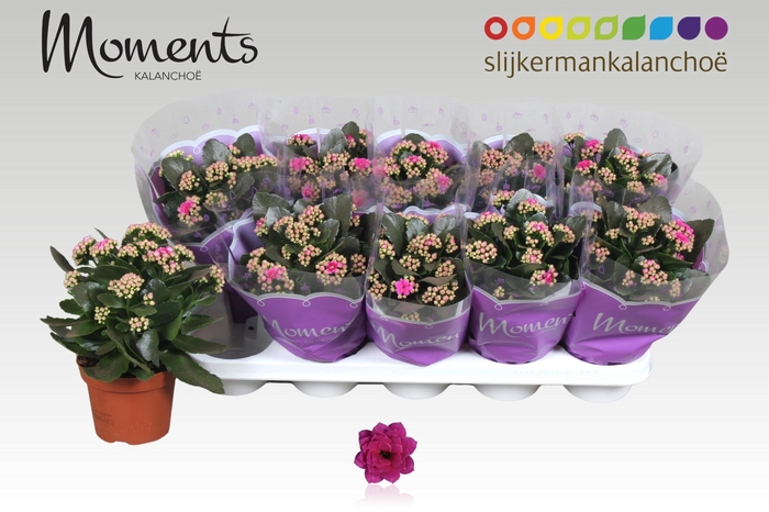 <h4>KAL GE SHADOW PURPLE</h4>