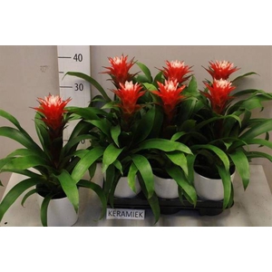 ARR BROMELIA