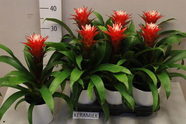<h4>ARR BROMELIA</h4>