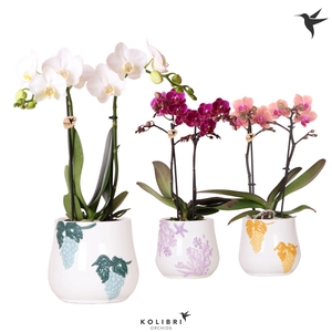 Kolibri Orchids Phalaenopsis mix 2 spike in Coral pot mix