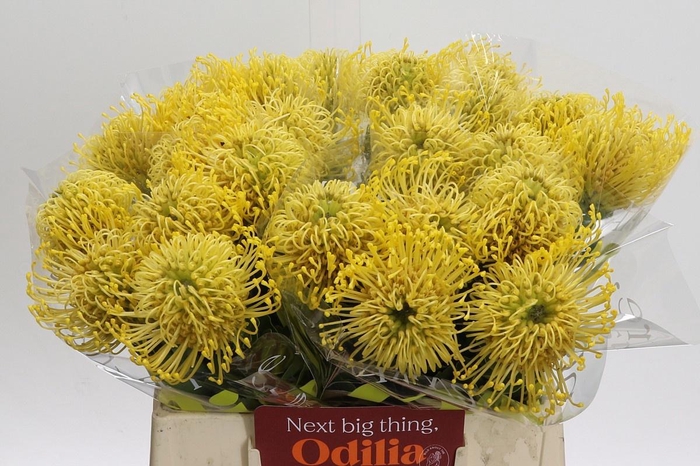 <h4>LEUCO CO HIGH GOLD</h4>