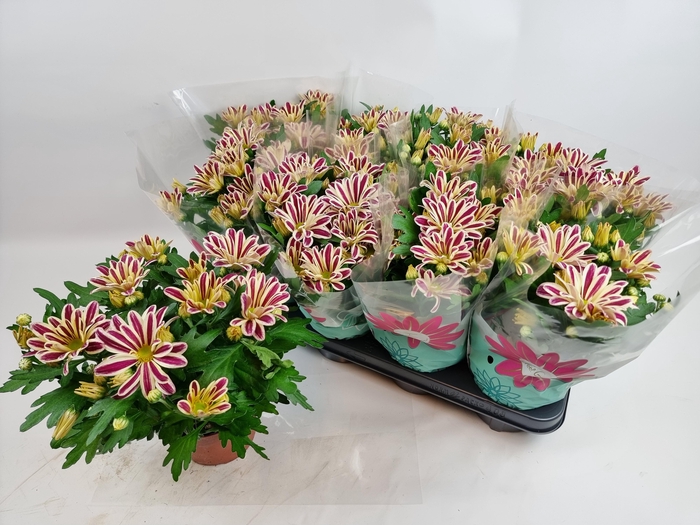 <h4>CHRYS SHOWDANCE</h4>