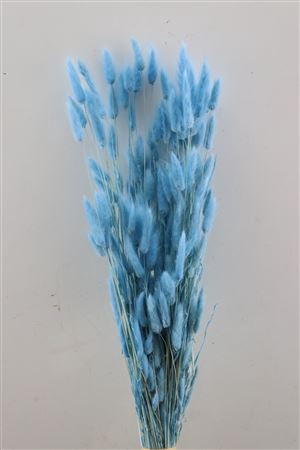 <h4>Dried Lagurus L Blue Bunch</h4>