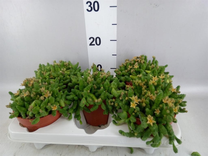 <h4>Succulents   ...</h4>