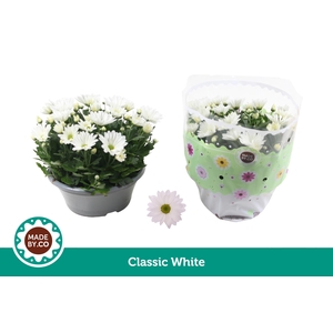 Chrysant White