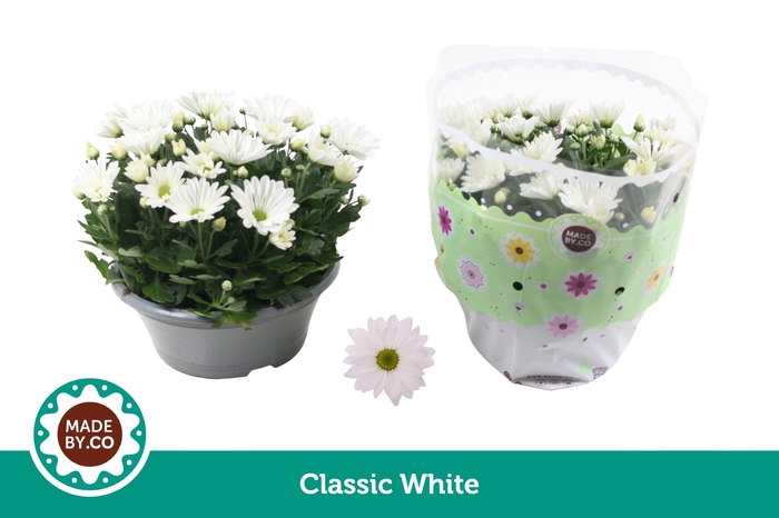 <h4>Chrysant White</h4>