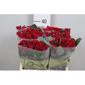 R Gr Red Tacazzi+