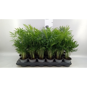 Chamaedorea elegans