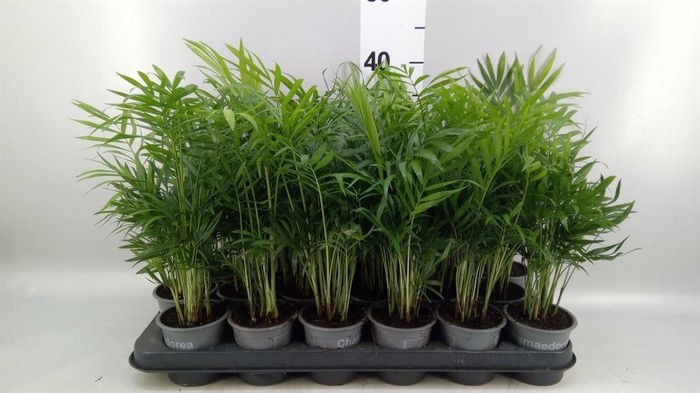 <h4>Chamaedorea elegans</h4>