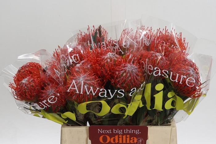 <h4>Nutans Tango</h4>