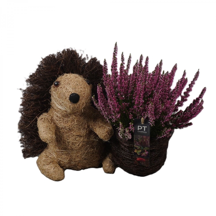 <h4>Arr.   Tuinplanten L%</h4>