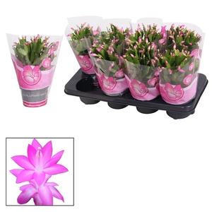 Schlumbergera - 13 cm - Pink (Cyber)